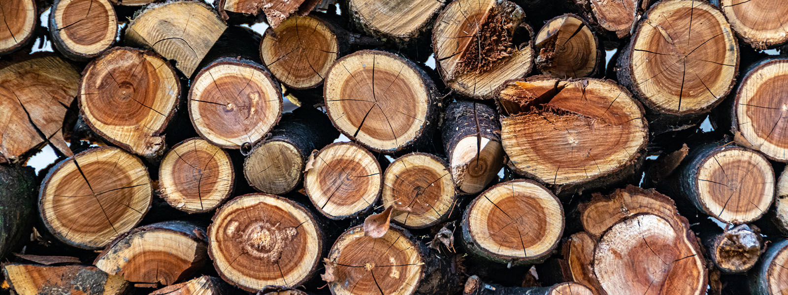 close up of cherry wood